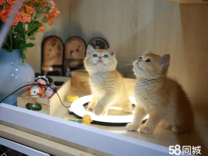 店主头像